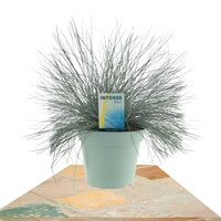 FESTUCA GLAUCA INTENSE BLUE (LASTÓN)