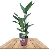 STRELITZIA REGINAE 85-100CM (BIRD OF PARADISE)