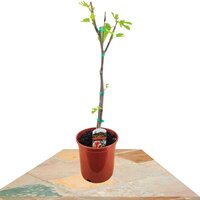 FIG TREE ON STEM 80CM (FICUS CARICA)