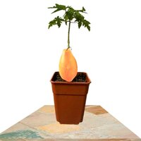 CARICA PAPAYA 40CM (ÁRBOL PAPAYA)