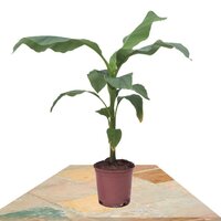 MUSA BASJOO 70-90CM (PLATANERA)