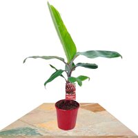 MUSA ACUMINATA RED DACCA 50-70CM (PLATANERA ROJA)