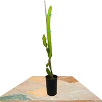 SELENICEREUS UNDATUS 80-115CM (FRUTA DEL DRAGÓN)