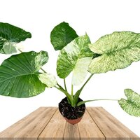 ALOCASIA GAGEANA VARIEGATA 70CM