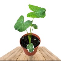 ALOCASIA MICKEY MOUSE 25CM