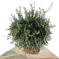 ROSEMARY 35CM (ROSMARINUS REPENS)