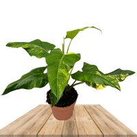 FILODENDRO DOMESTICUM VARIEGATA 50CM (PHILODENDRON SIAM SUNRISE)