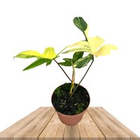 FILODENDRO FLORIDA BEAUTY VARIEGATA 25CM (PHILODENDRON MAGIC MASK)
