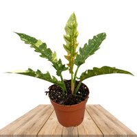 FILODENDRO RING OF FIRE 30CM (PHILODENDRON HENDERSON'S PRIDE)