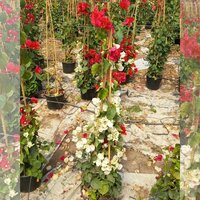 BUGANVILLA ALEXANDRA DUO COLOR 100CM (BOUGAINVILLEA)