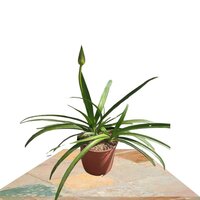 AGAPANTHUS BLANCO 25CM (AGAPANTO)