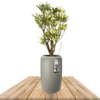 CROTON 100CM IN HIGH POT (CODIAEUM VARIEGATUM)