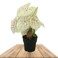 CALADIUM STRAWBERRY STAR 60CM (CALADIO)