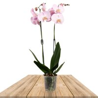 ORQUÍDEA ROSA CLARA 2 RAMAS 70CM