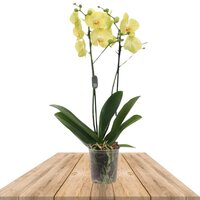 ORQUÍDEA AMARILLA 2 RAMAS 70CM