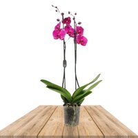 ORQUÍDEA MORADA 2 RAMAS 70CM