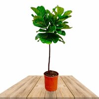 FICUS LYRATA TREE TRUNK 125CM (FIDDLELEAF FIG)