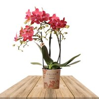 ORQUÍDEA FUCSIA 2 RAMAS 35CM (PHALAENOPSIS)