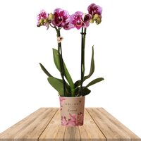 ORQUÍDEA ROSA Y MORADA 2 RAMAS 35CM (PHALAENOPSIS)