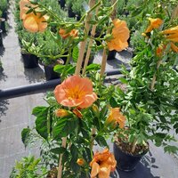 BIGNONIA GRANDIFLORA PIRAMIDAL 100CM (TROMPETA CHINA)