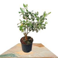 CITRUS JUNOS 50CM (YUZU)