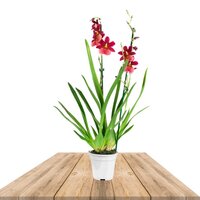 CAMBRIA NELLY ISLER (ORQUÍDEA)