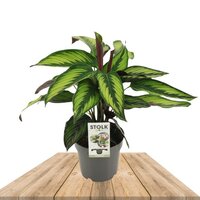 CALATHEA MAJESTICA PRINCEPS 40CM (PLANTA DE PAVO REAL)
