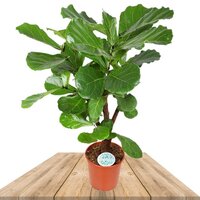 ÁRBOL CAUCHO FIBROSO XL RAMIFICADO (FICUS LYRATA)