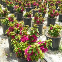 BUGANVILLA MINI THAI FUCSIA 40CM (BOUGAINVILLEA SANDERIANA)