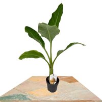 MUSA LASIOCARPA 50-70CM (PLATANERA ABANICO CHINO)