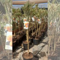 ERIOBOTRYA JAPONICA 50CM (NISPERO)