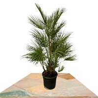 MEDITERRANEAN FAN PALM 130CM (CHAMAEROPS HUMILIS)