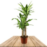 DRACAENA FRAGANS MASSANGEANA 80CM (CORN PLANT)