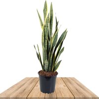 SANSEVIERIA TRIFASCIATA LAURENTII 40CM (LENGUA DE SUEGRA)
