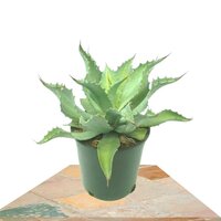 AGAVE ASPERRIMA (MAGUEY ÁSPERO)
