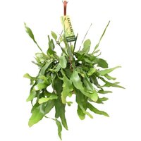 CACTUS ORQUÍDEA 35CM (EPIPHYLLUM PUMILUM)