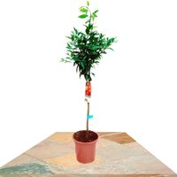 ÁRBOL MANDARINO 90CM (CITRUS RETICULATA)