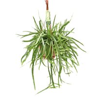 HANGING PLANT LEPISMIUM BOLIVIANUM POT 17CM