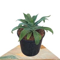 AGAVE ATTENUATA (AGAVE ATENUADO)