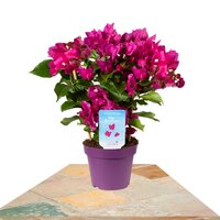 BUGANVILLA VERA DEEP PURPLE RACK SUPPORT 35CM (BOUGAINVILLEA)