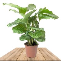 CALATHEA ORBIFOLIA 70CM (CALATHEA ROTUNDIFOLIA)