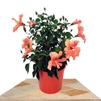 HIBISCUS SALMÓN 40CM (ROSA DE CHINA)