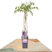 WISTERIA MACROSTACHYA BLUE MOON 65CM (GLICINA)