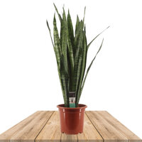 SANSEVIERIA TRIFASCIATA ZEYLANICA 60CM (MOTHER-IN-LAW'S-TONGUE)