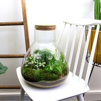 KIT TERRARIO PACO CON HELECHOS Y FITTONIA BLANCA