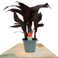 CANNA NARANJA 40CM HOJA MARRON (CAÑA DEL PERÚ)