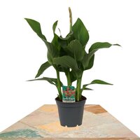 CANNA ROJA 40CM HOJA VERDE (CAÑA DEL PERÚ)