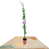 PASSIFLORA CAERULAEA 100CM (FLOR DE PASIÓN)