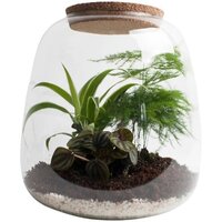 TERRARIO DE VIDRIO CON PLANTAS: ASPARAGUS, FICUS GINSENG BONSAI, CHLOROPHYTUM