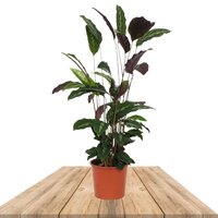 CALATHEA MAUI QUEEN 55CM (PLANTA DE PAVO REAL)